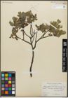 Foto von Salix chloroclados Flod. x Salix glauca L.